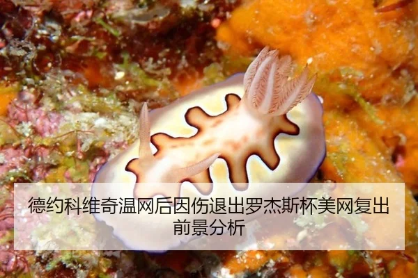 德约科维奇温网后因伤退出罗杰斯杯美网复出前景分析